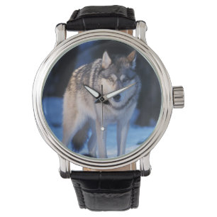 Grauwolf, Canis lupus, am Fuße Armbanduhr