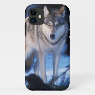 Grauwolf, Canis lupus, am Fuße iPhone 11 Hülle