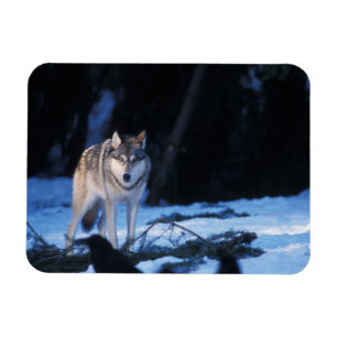 Grauwolf, Canis lupus, am Fuße Magnet