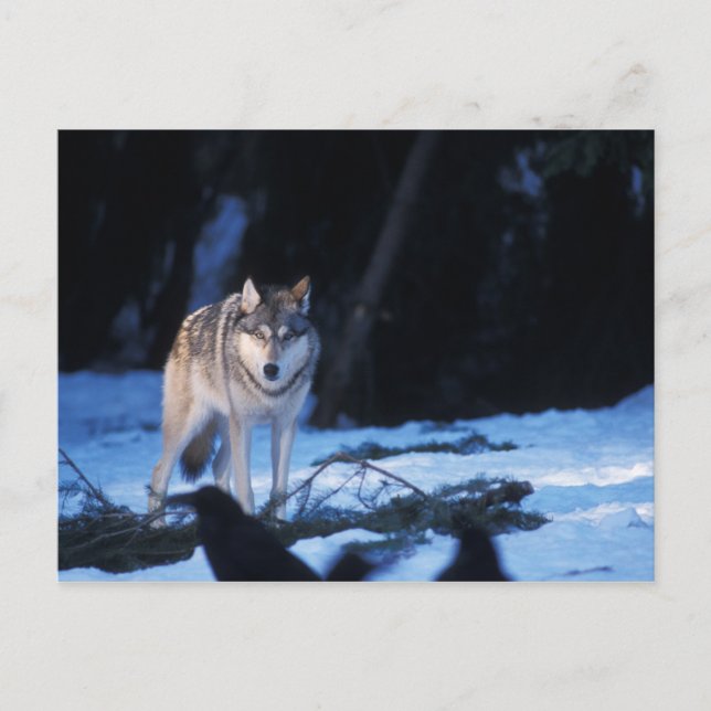 Grauwolf, Canis lupus, am Fuße Postkarte (Vorderseite)
