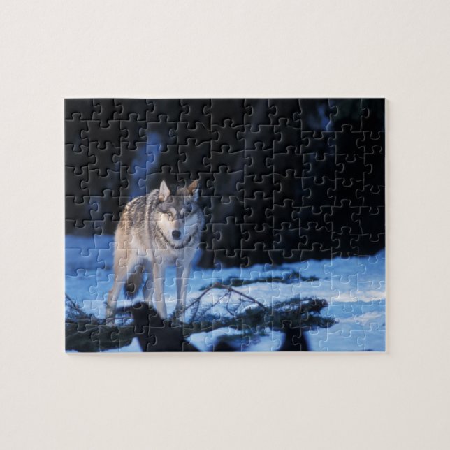 Grauwolf, Canis lupus, am Fuße Puzzle (Horizontal)