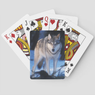Grauwolf, Canis lupus, am Fuße Spielkarten