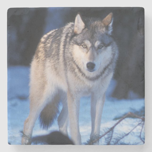 Grauwolf, Canis lupus, am Fuße Steinuntersetzer (Vorderseite)