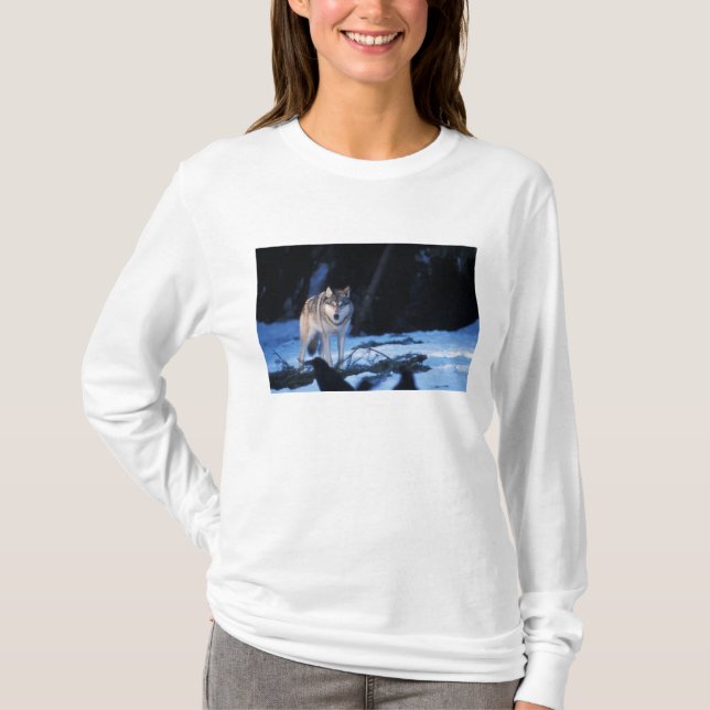 Grauwolf, Canis lupus, am Fuße T-Shirt (Vorderseite)