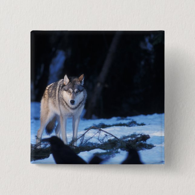 Grauwolf, Canis lupus, im Vorgebirge Button (Vorderseite)