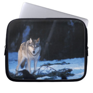Grauwolf, Canis lupus, im Vorgebirge Laptopschutzhülle