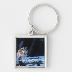 Grauwolf, Canis lupus, im Vorgebirge Schlüsselanhänger