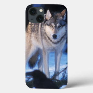 Grauwolf, Canis lupus, in den Vorgebirgen Case-Mate iPhone Hülle