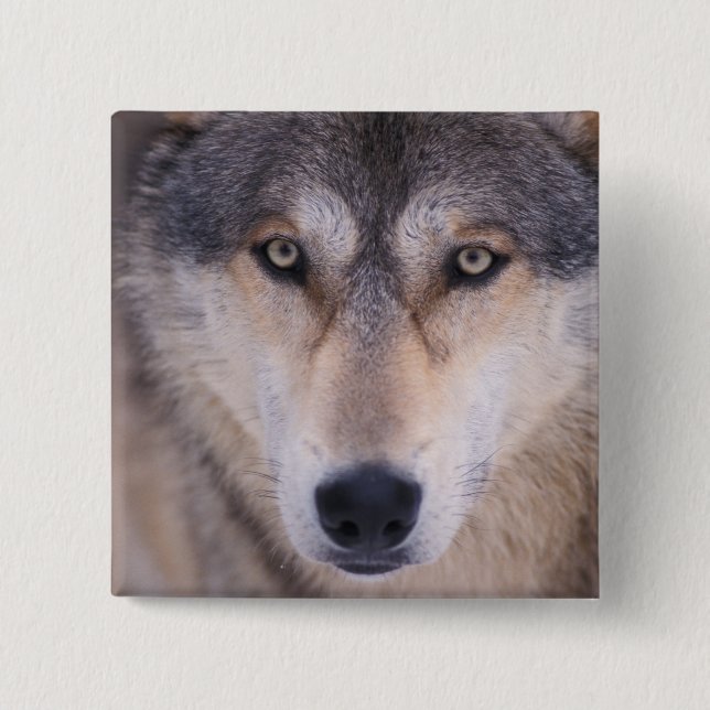 Grauwolf, Canis lupus, nah Button (Vorderseite)