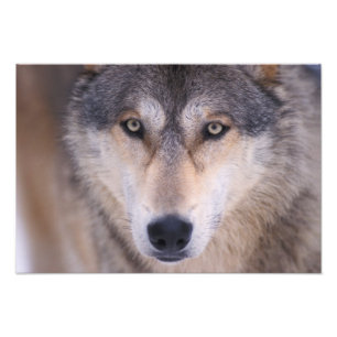 Grauwolf, Canis lupus, nah Fotodruck