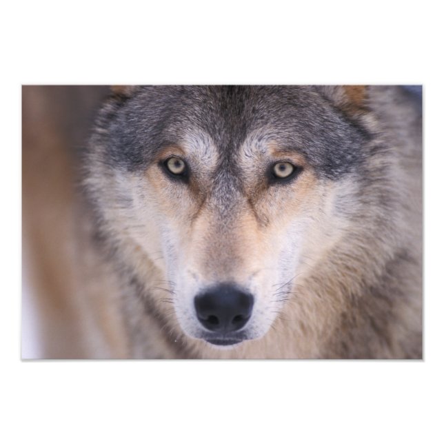 Grauwolf, Canis lupus, nah Fotodruck (Vorne)