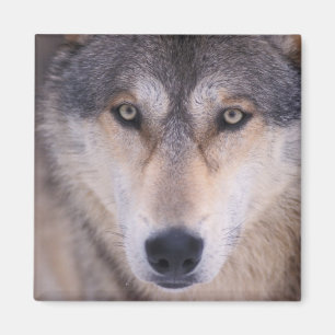 Grauwolf, Canis lupus, nah Magnet