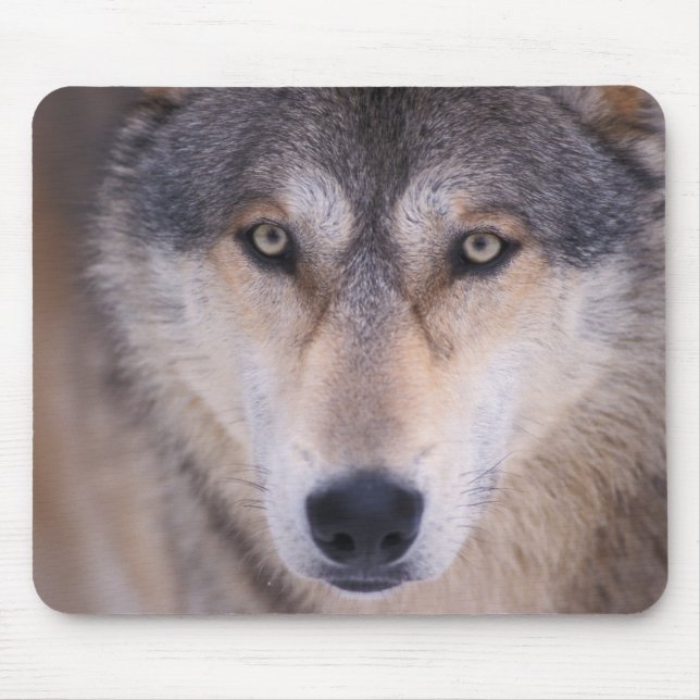 Grauwolf, Canis lupus, nah Mousepad (Vorne)