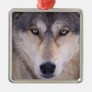 Grauwolf, Canis lupus, nah Ornament Aus Metall