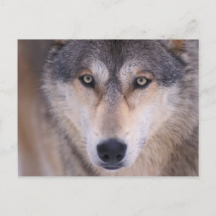Grauwolf, Canis lupus, nah Postkarte