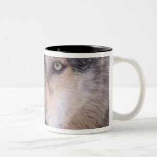 Grauwolf, Canis lupus, nah Zweifarbige Tasse
