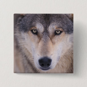 Grauwolf, Canis lupus, Nahaufnahme der Augen Button