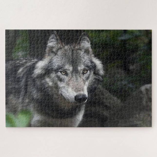 Grauwolf in freier Wildbahn Puzzle (Horizontal)