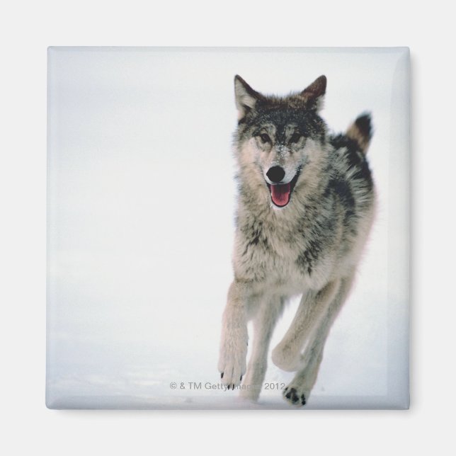 Grauwolf läuft magnet (Vorne)