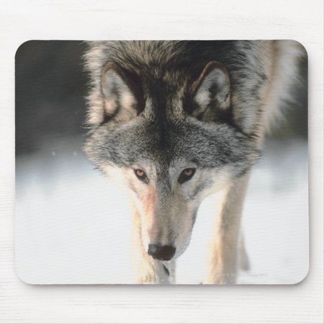 Grauwolf Mousepad (Vorne)