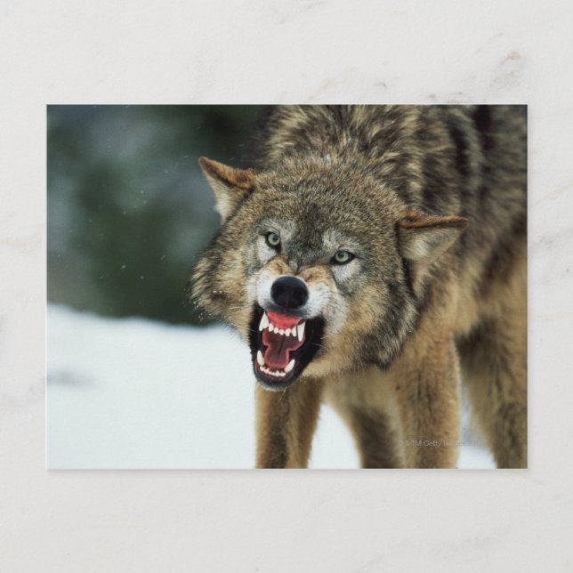 Grauwolf Postkarte (Vorderseite)