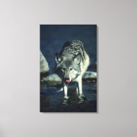 Grauwolf trinkt im Herbst