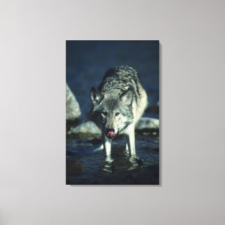 Grauwolf trinkt im Herbst Leinwanddruck