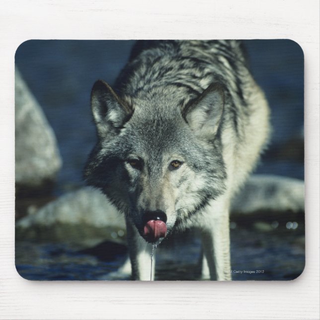 Grauwolf trinkt im Herbst Mousepad (Vorne)
