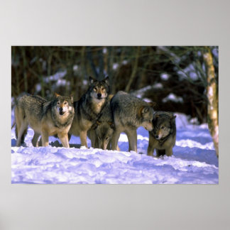 Grauwölftasche am Rande des verschneiten Waldes Poster