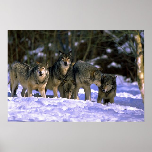 Grauwölftasche am Rande des verschneiten Waldes Poster (Vorne)