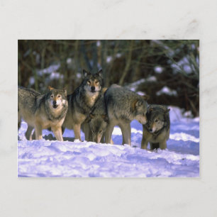 Grauwölftasche am Rande des verschneiten Waldes Postkarte