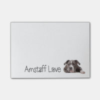 Gray American Staffordshire Terrier Dog - Amstaff