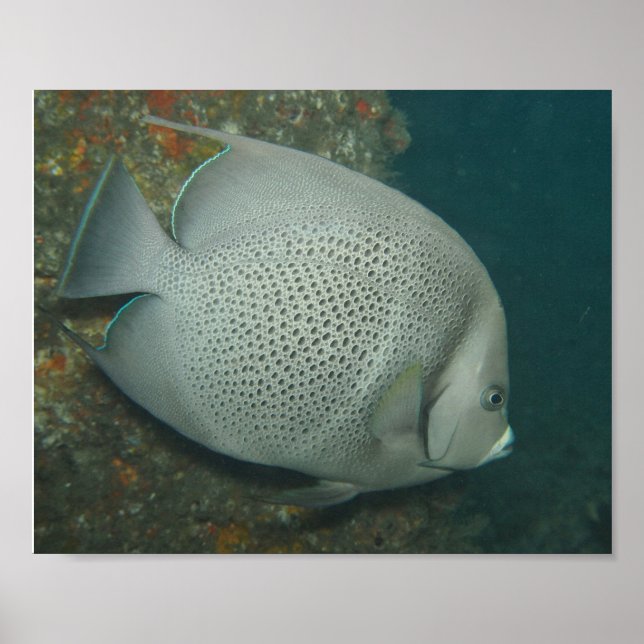 Gray Angelfish, Value Poster Paper (Semi-Gloss) (Vorne)