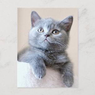 Gray British Shorthair Cat Postkarte