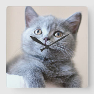 Gray British Shorthair Cat Quadratische Wanduhr