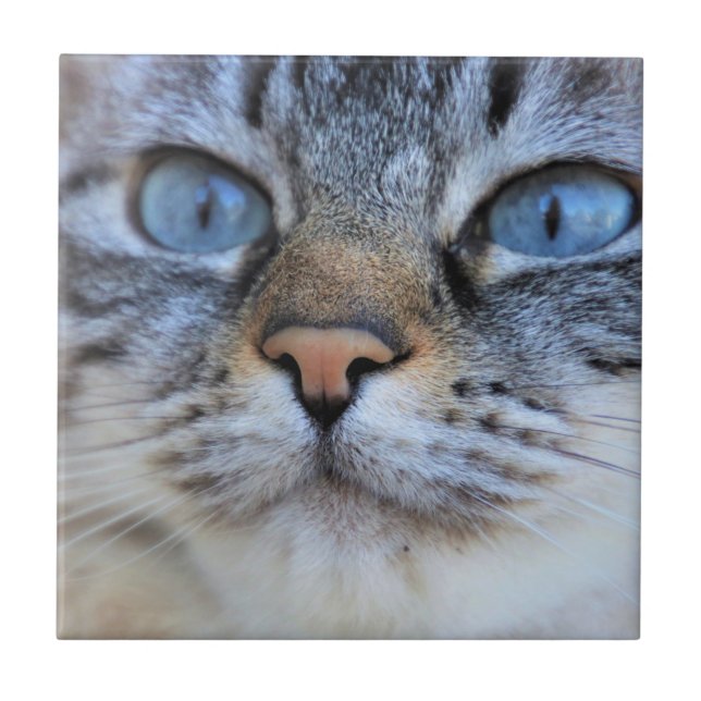 Gray Cat Fliese (Vorderseite)