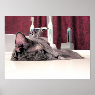 Gray Cat in Sink Poster