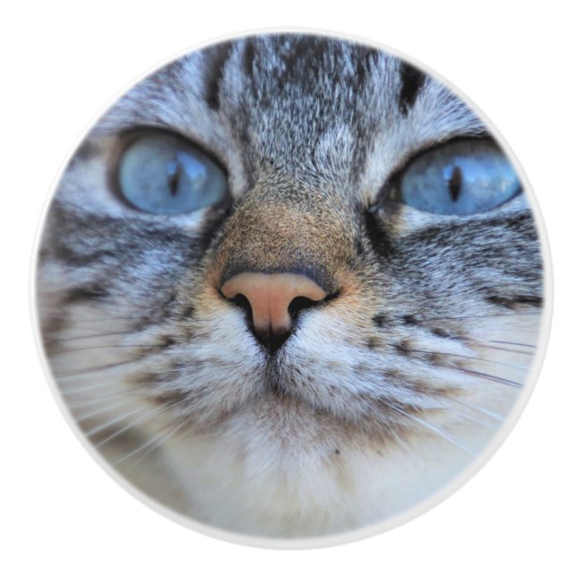 Gray Cat Keramikknauf (Vorderseite)