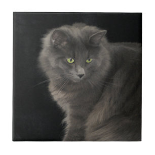Gray Cat Long Hair Russian Blue Kitten Niedlich  Fliese