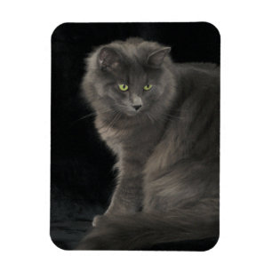 Gray Cat Long Hair Russian Blue Kitten Niedlich Magnet