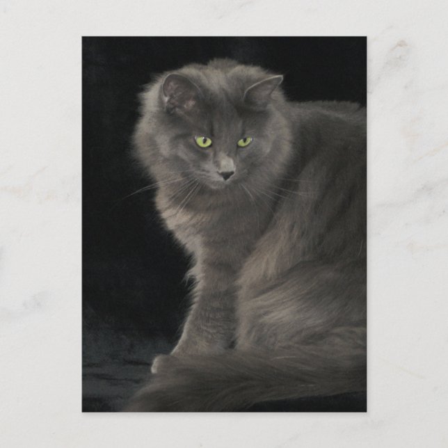 Gray Cat Long Hair Russian Blue Kitten Niedlich Postkarte (Vorderseite)