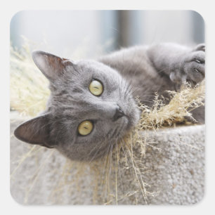 Gray Cat Lying in Pot, Olargues, Herault, Frankrei Quadratischer Aufkleber