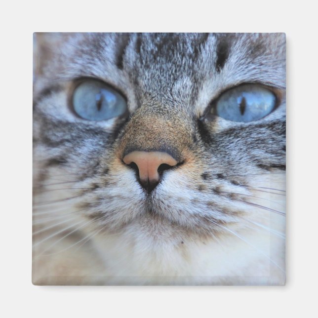 Gray Cat Magnet (Vorne)