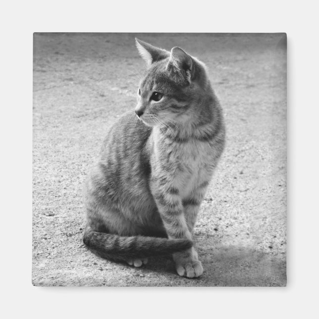 Gray Cat Magnet (Vorne)