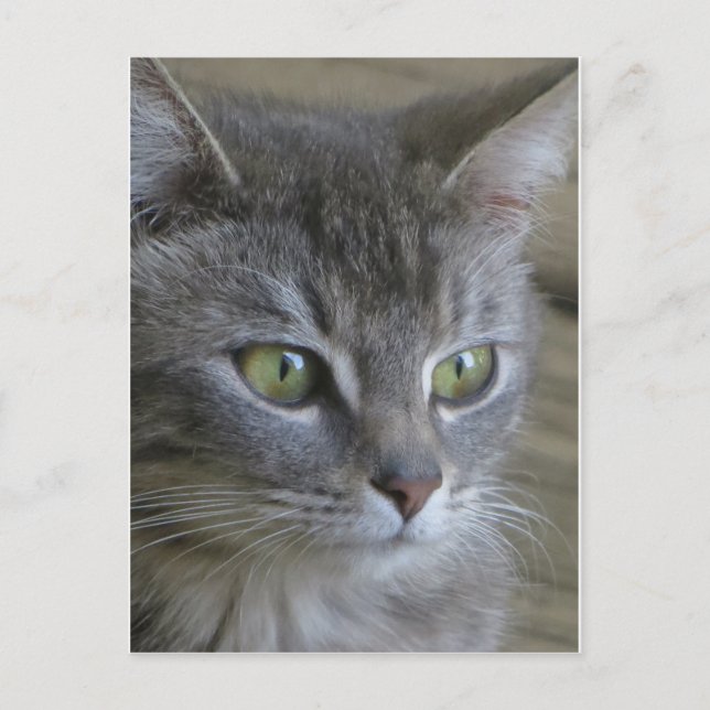 Gray Cat Portrait Postkarte (Vorderseite)
