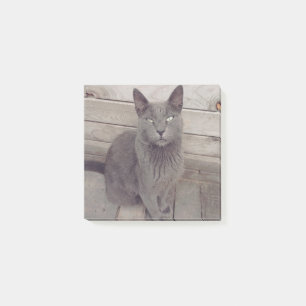 Gray Cat Post-it Klebezettel
