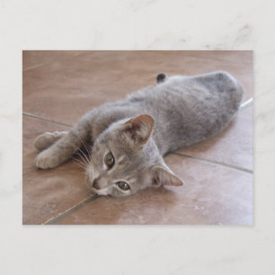 Gray Cat Postcard Postkarte