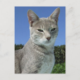 Gray Cat Postcard Postkarte