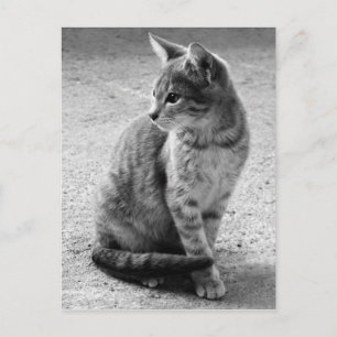 Gray Cat Postcard Postkarte
