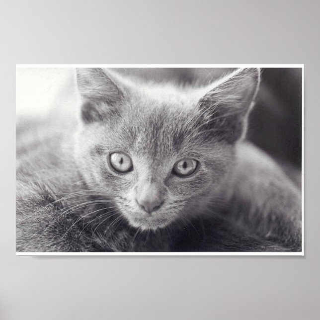 Gray Cat Poster (Vorne)